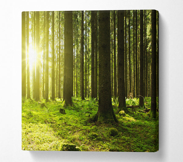 A Square Canvas Print Showing Green Sun Beam Square Wall Art