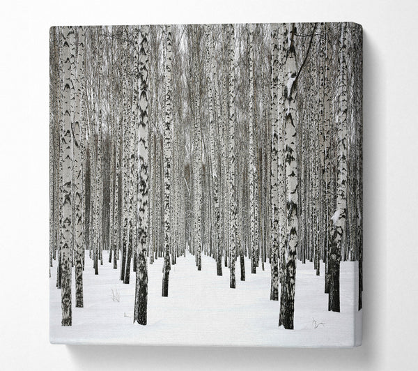 A Square Canvas Print Showing Silver Birch Trees In The Snow Square Wall Art