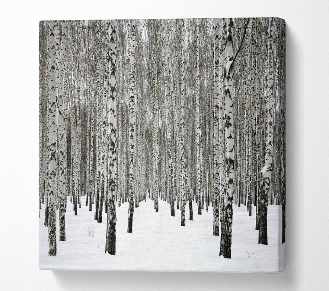 A Square Canvas Print Showing Silver Birch Trees In The Snow Square Wall Art