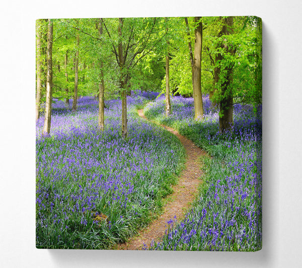 A Square Canvas Print Showing Walk Through The Bluebell Path Square Wall Art