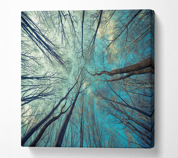 A Square Canvas Print Showing Sky Of Trees Square Wall Art