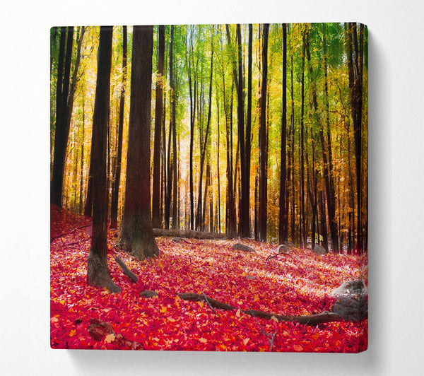 A Square Canvas Print Showing Autumn Leaves Square Wall Art