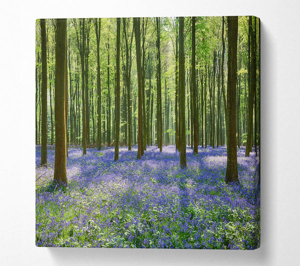 A Square Canvas Print Showing Mystical Bluebell Woodland Square Wall Art