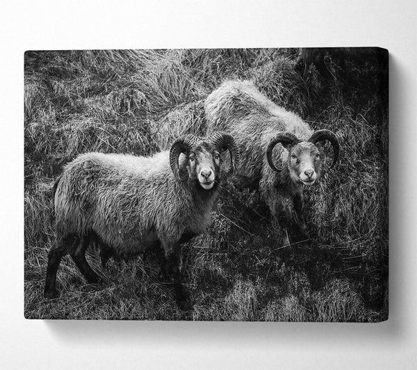 Picture of Ram Duo Canvas Print Wall Art