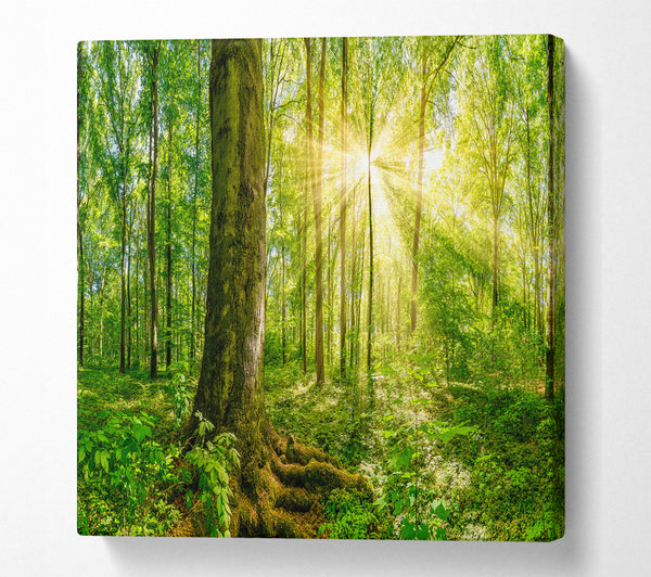 A Square Canvas Print Showing Bright light flare in the forest Square Wall Art