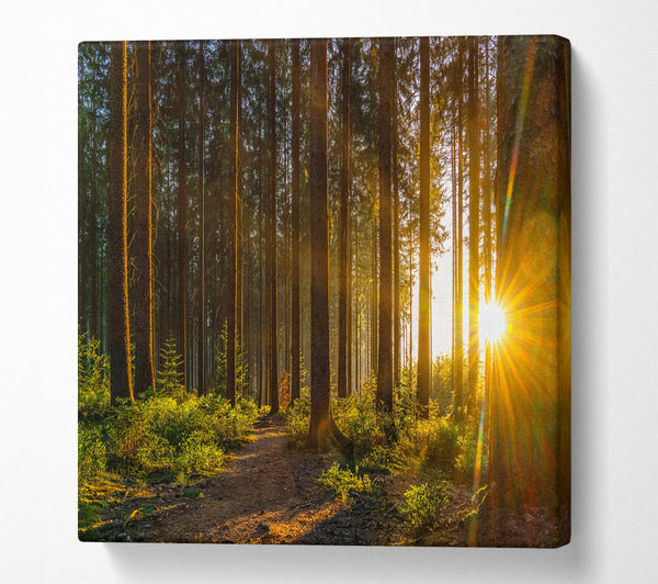 A Square Canvas Print Showing Sunrays forest spectrum Square Wall Art