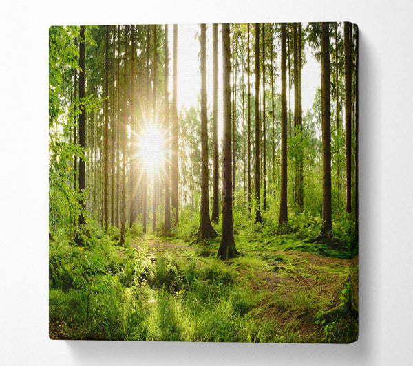A Square Canvas Print Showing Sunshine in the green woodlands Square Wall Art