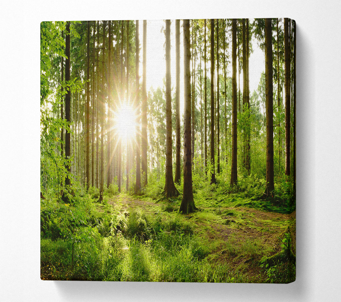 A Square Canvas Print Showing Sunshine in the green woodlands Square Wall Art