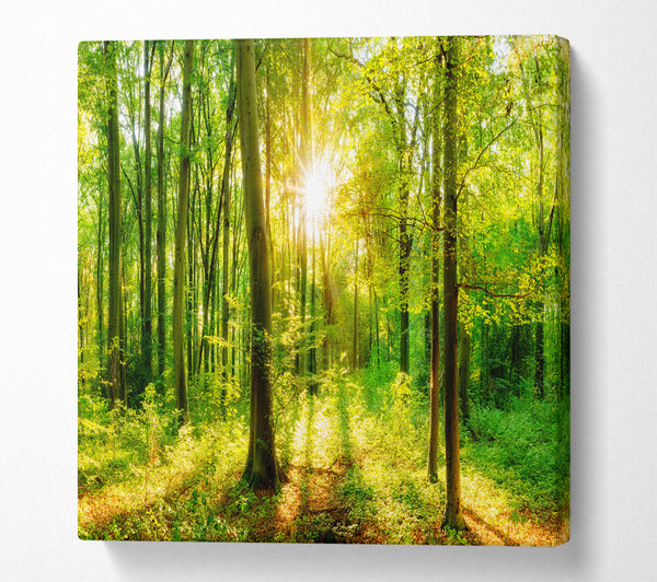 A Square Canvas Print Showing Green forest beauty Square Wall Art