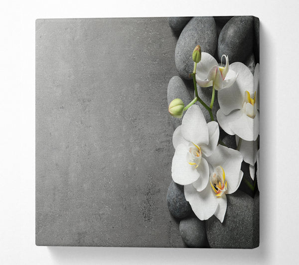 A Square Canvas Print Showing White Orchid on grey pebbles Square Wall Art