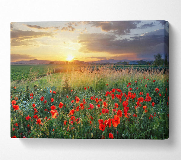 Picture of Red poppies in the green countryside Canvas Print Wall Art