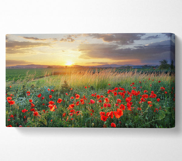 Red poppies in the green countryside