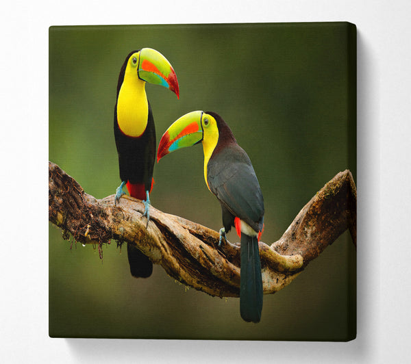 A Square Canvas Print Showing Two Toucans on branch Square Wall Art
