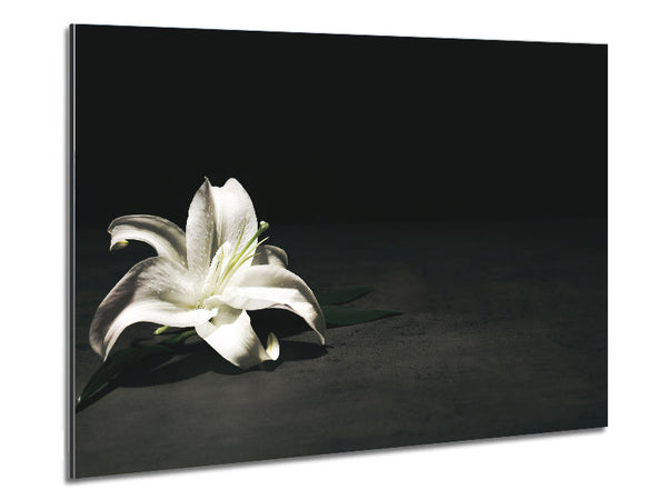 White lilly on the floor