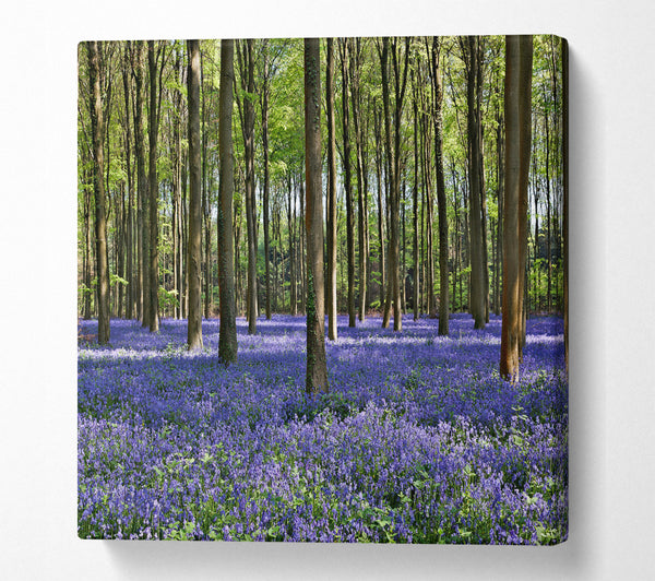 A Square Canvas Print Showing Beautiful purple flowers in the woods Square Wall Art