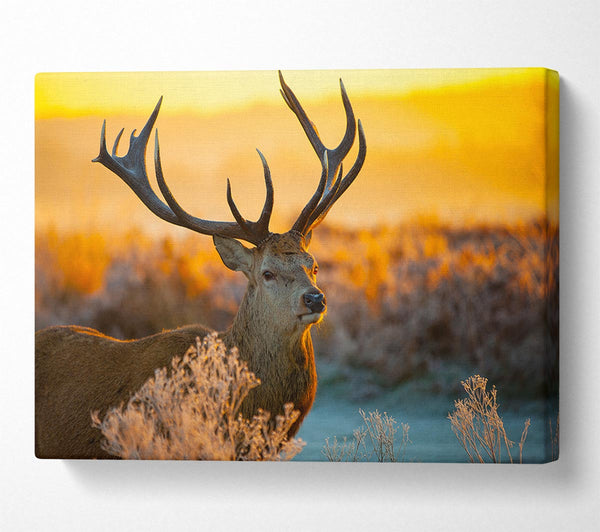 Picture of Crisp winters stag Canvas Print Wall Art