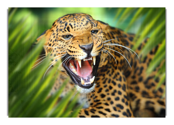 Fierce leopard in the grass