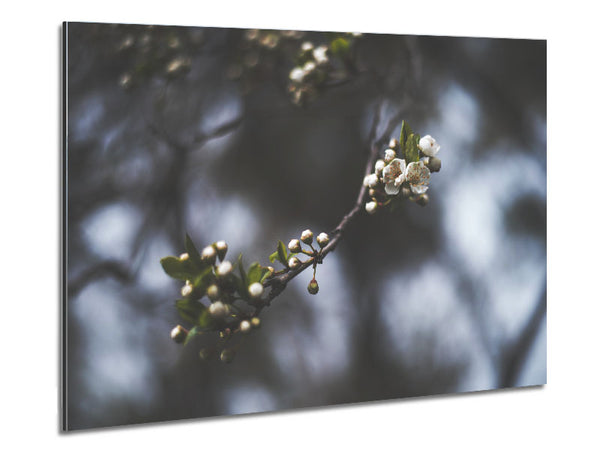 White blossom tree in soft focus