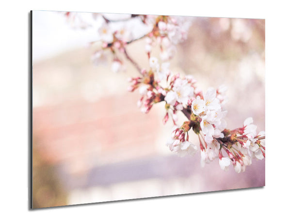 Cherry blossoms decending branch