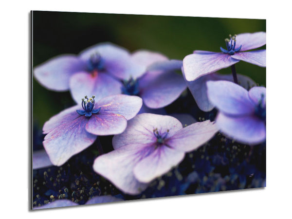 Flat purple flowers