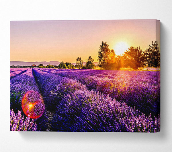Picture of Sunflare over the lavender Canvas Print Wall Art