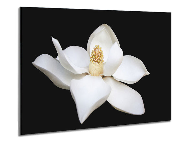 White flower on black delicate