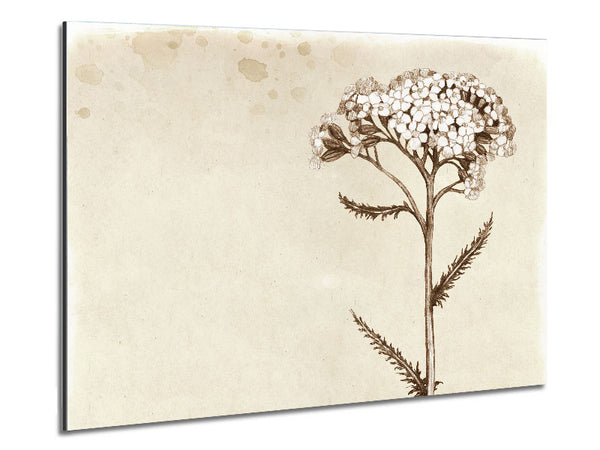 Floral Beauty Sepia