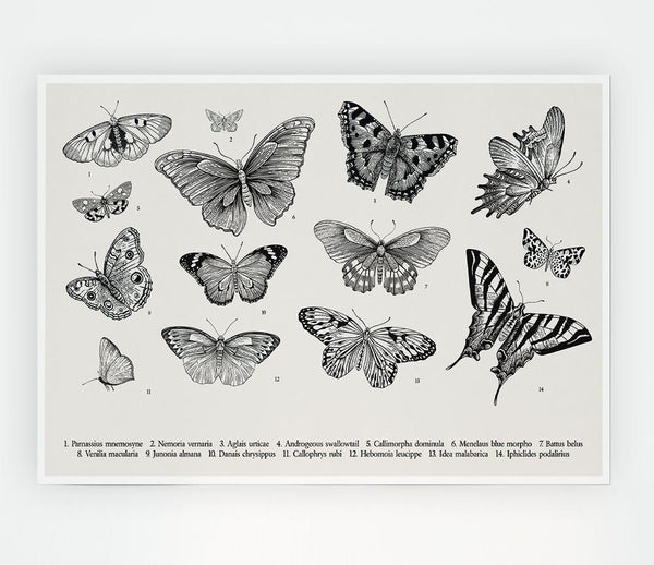 British Butterflies Print Poster Wall Art