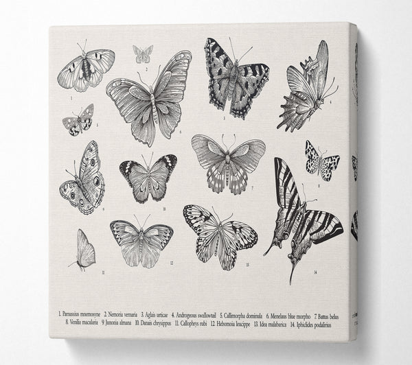 A Square Canvas Print Showing British Butterflies Square Wall Art