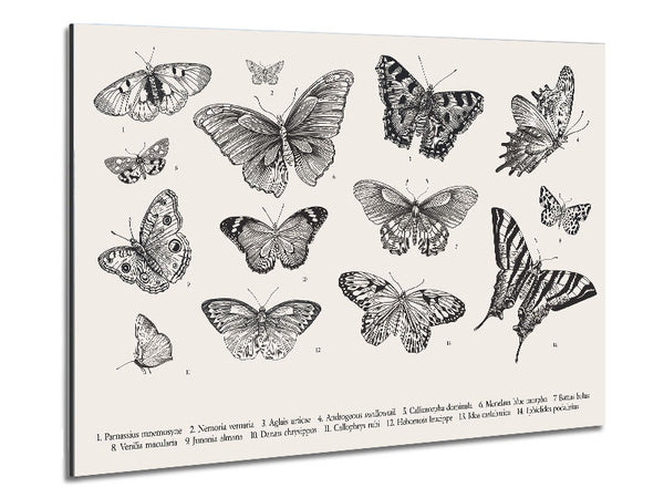 British Butterflies