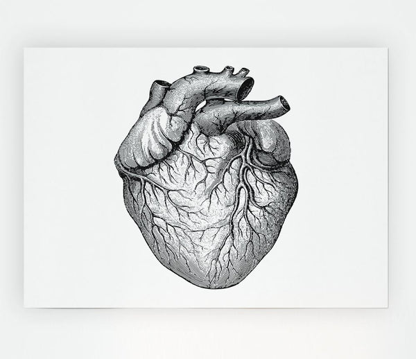 Anatomy Of The Heart Print Poster Wall Art