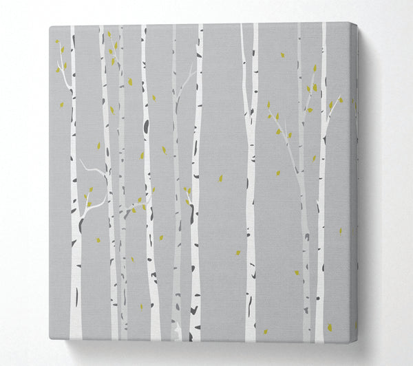 A Square Canvas Print Showing Birch Trees On Grey Square Wall Art