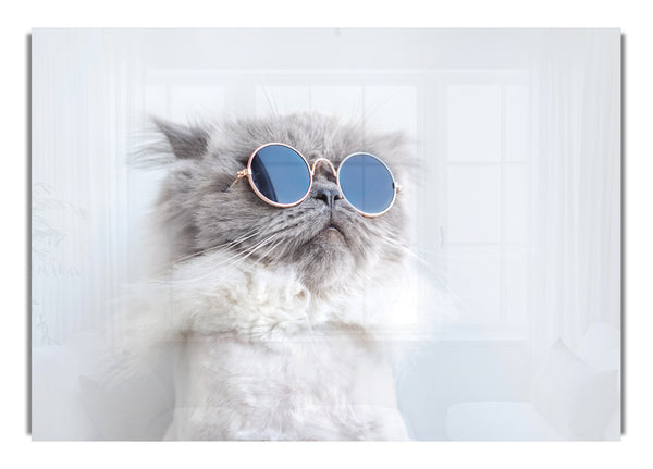 The Cat In Glasses