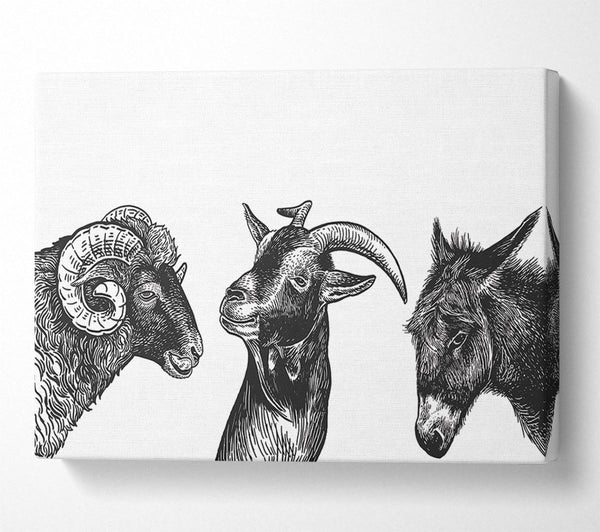 Picture of Goat Sheep Donkey Canvas Print Wall Art