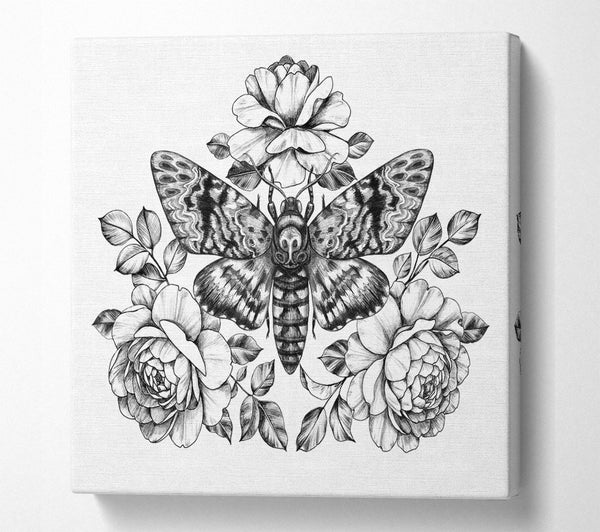 A Square Canvas Print Showing Death Head Moth Square Wall Art