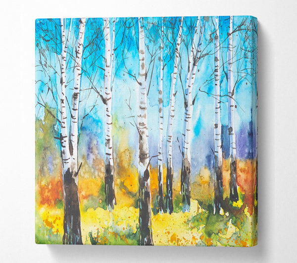 A Square Canvas Print Showing The Beautiful Birch Trees Square Wall Art
