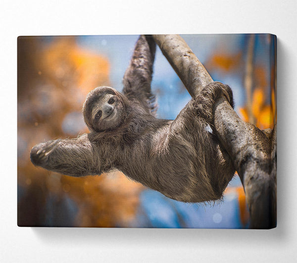 Picture of Sloth Hanging From A Tree Canvas Print Wall Art