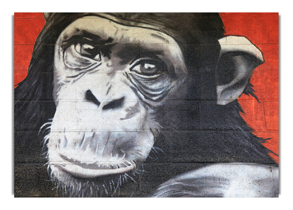 The Chimp On Red