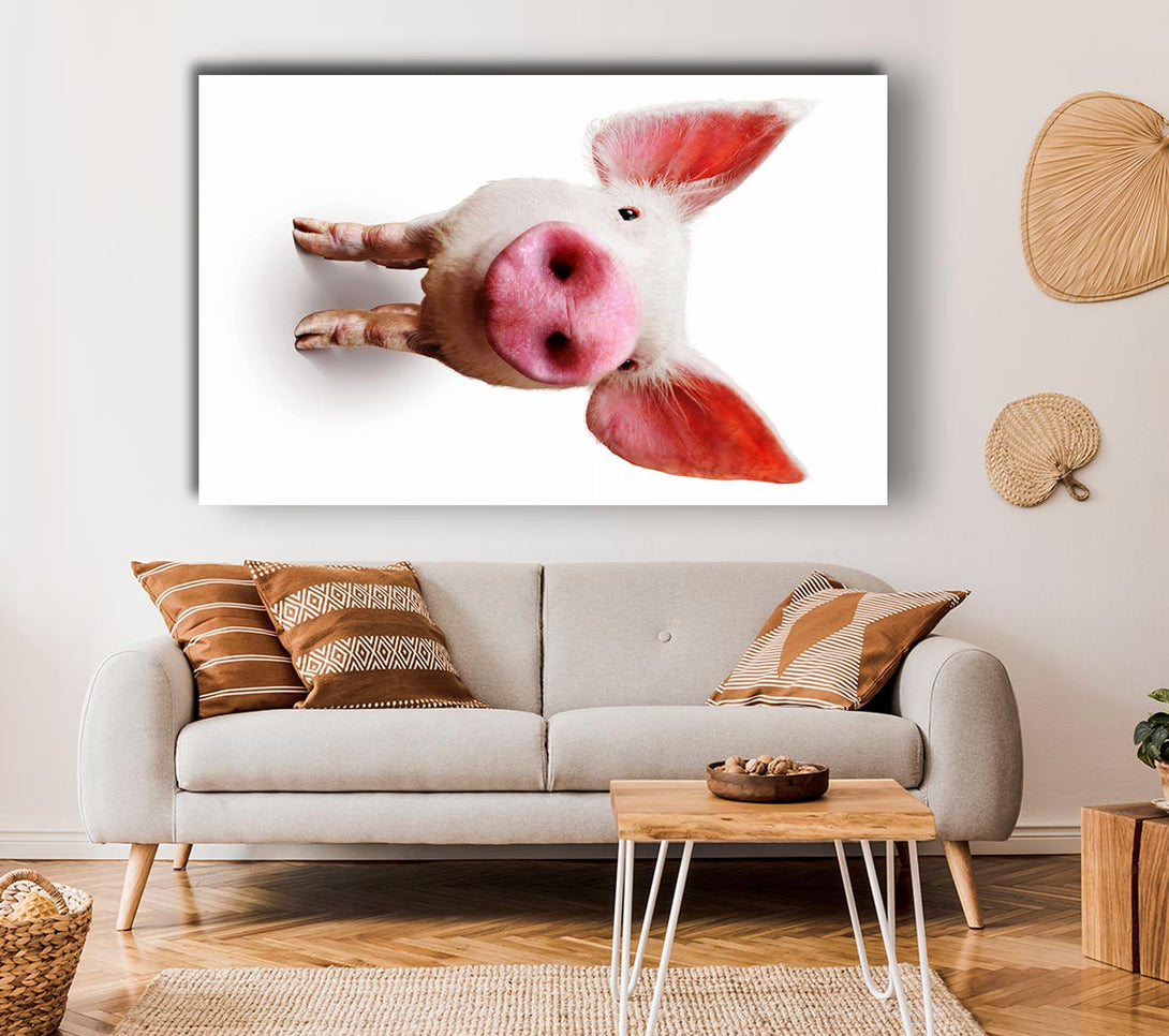 Picture of Curious Pig Canvas Print Wall Art
