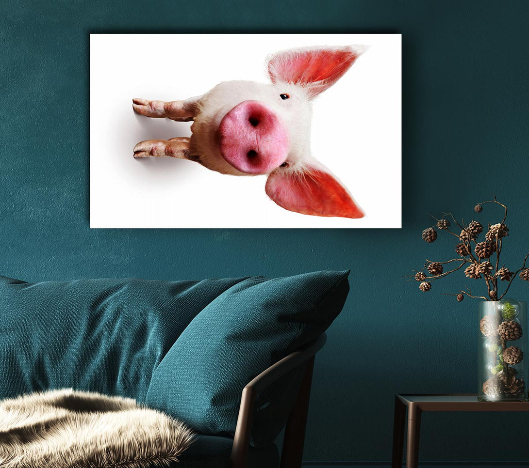 Picture of Curious Pig Canvas Print Wall Art