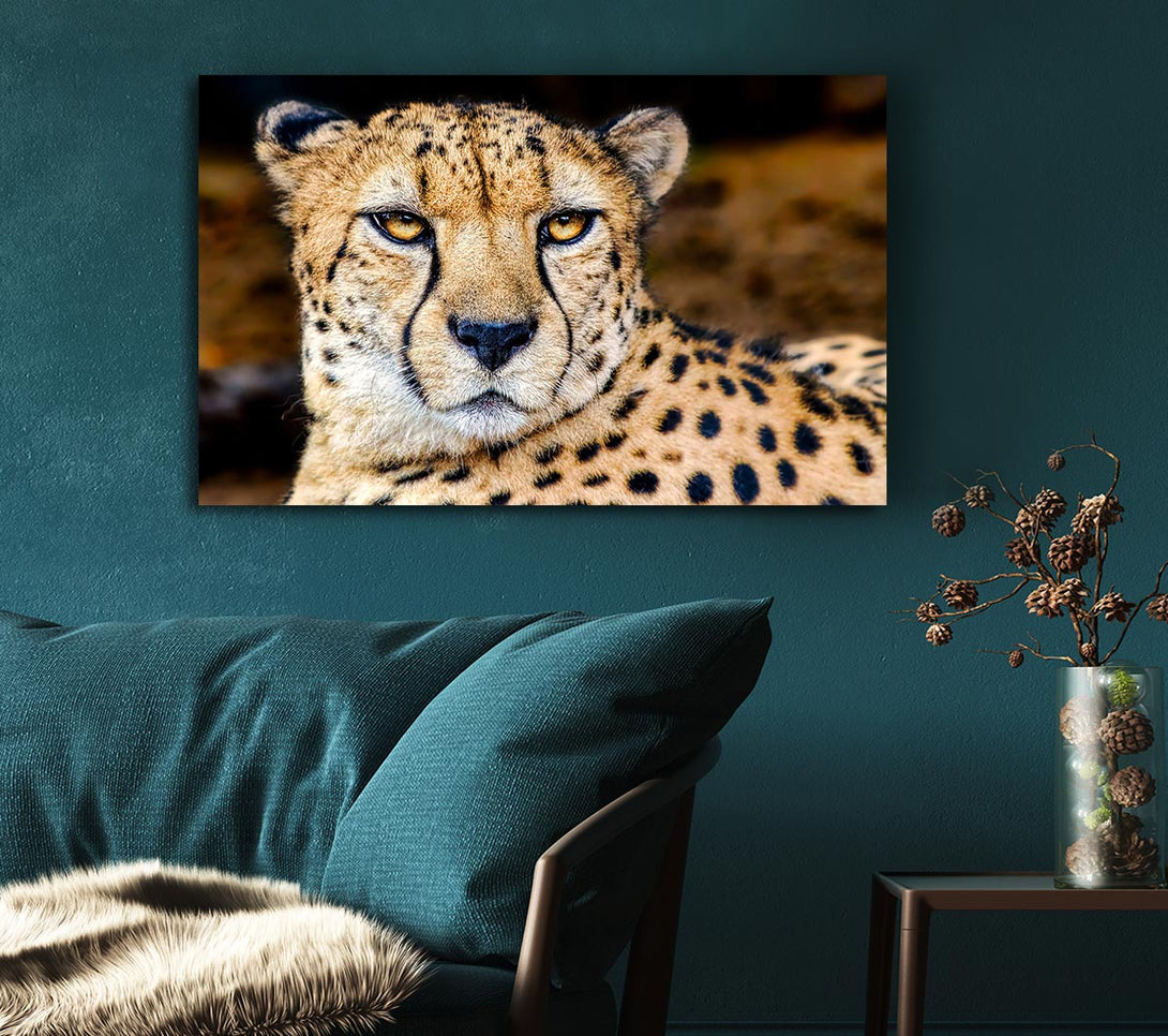 Picture of Beautiful Cheetah Face Canvas Print Wall Art