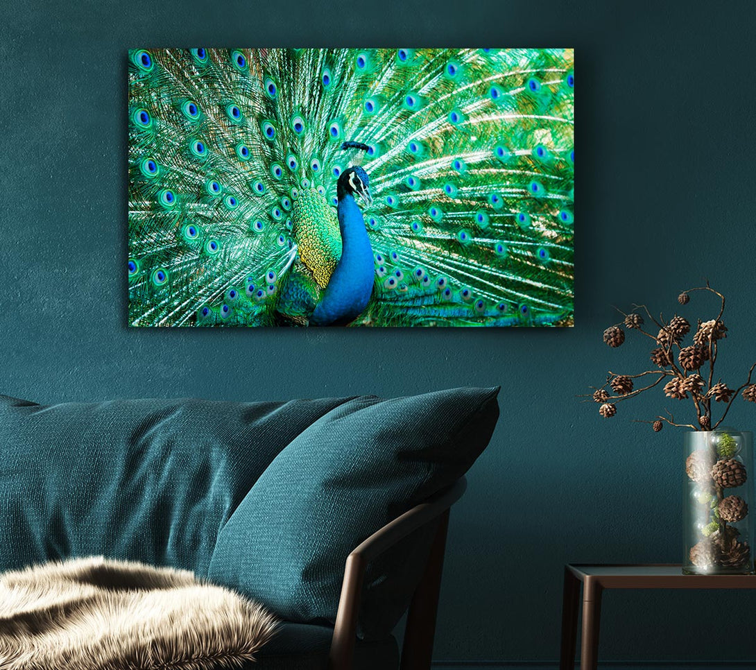 Picture of Peacock Feather Glory Canvas Print Wall Art