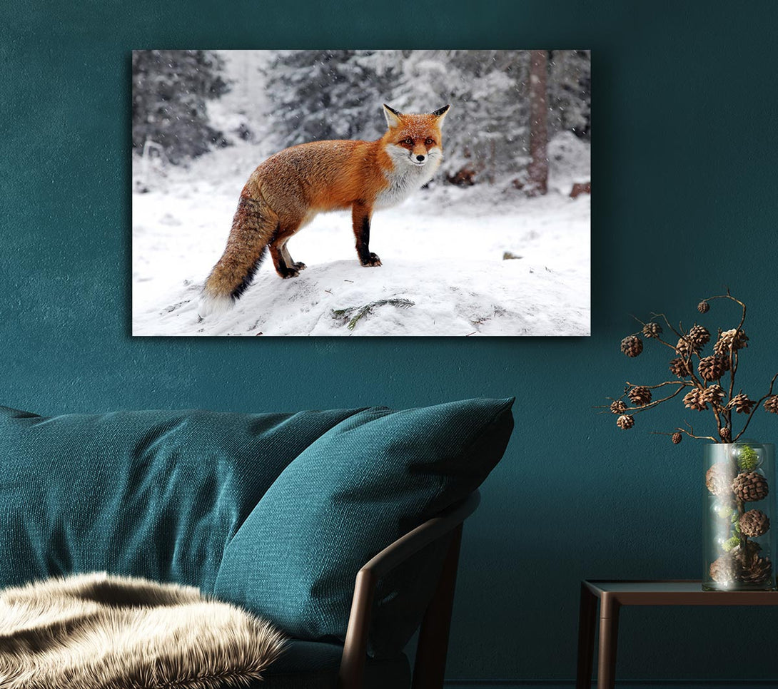 Picture of Snow Fox Canvas Print Wall Art