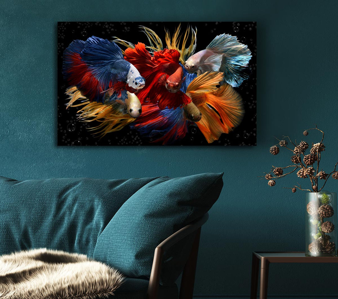 Picture of Siamese Fighting Fish Canvas Print Wall Art