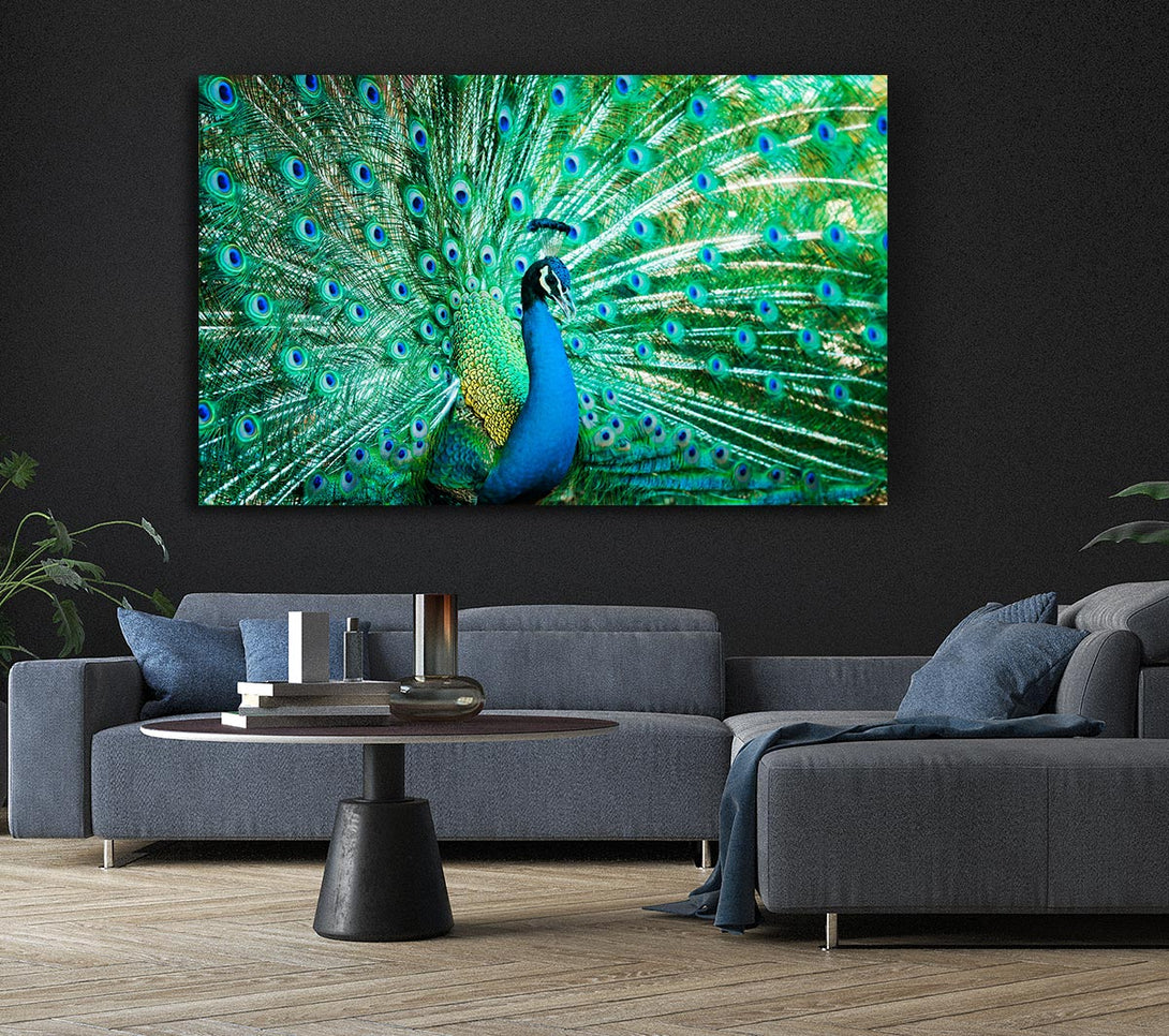 Picture of Peacock Feather Glory Canvas Print Wall Art