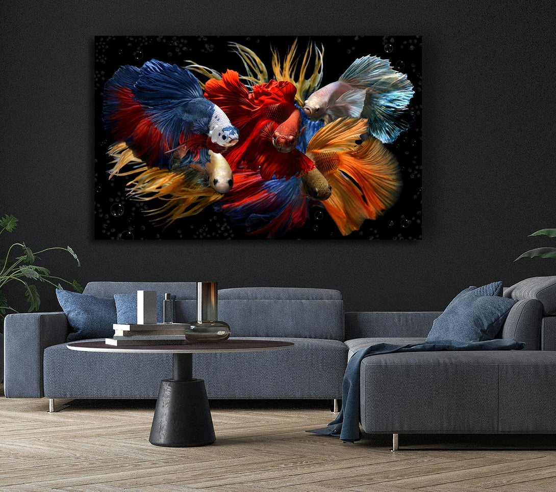 Picture of Siamese Fighting Fish Canvas Print Wall Art