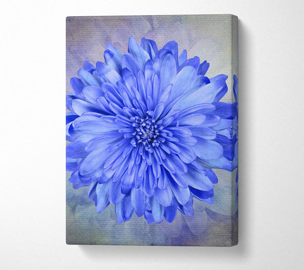 Beautiful Blue Centered Flower