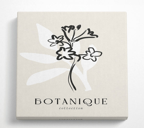 A Square Canvas Print Showing Botanical Plant Lines Square Wall Art