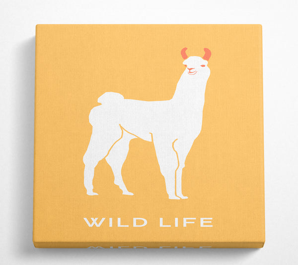 A Square Canvas Print Showing Alpaca Stance Square Wall Art