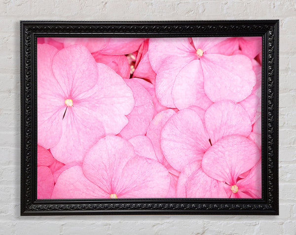 Bed Of Petals Framed Print